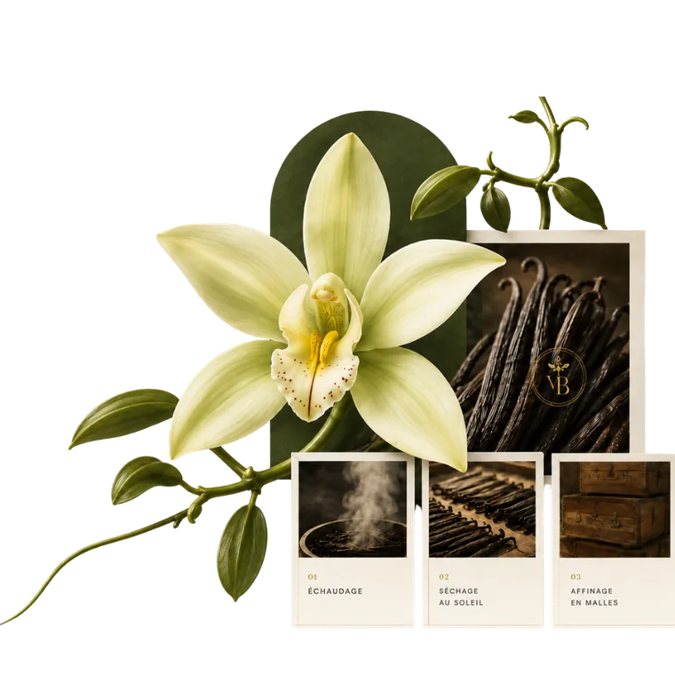 Orchidée et gousses de vanille Bourbon de Madagascar, et les étapes du curing : échaudage, séchage au soleil, affinage en malles